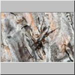 Agenioideus cinctellus - Wegwespe w001c 5mm - Sandgrube Niedringhaussee-det.jpg